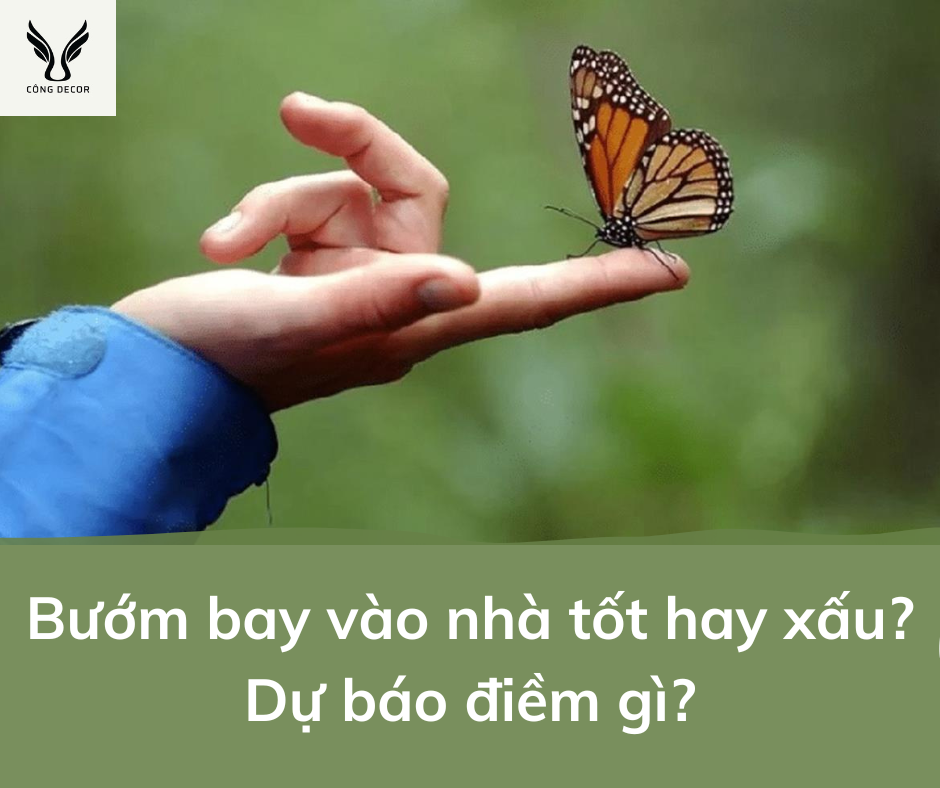 Bướm bay vào nhà tốt hay xấu?