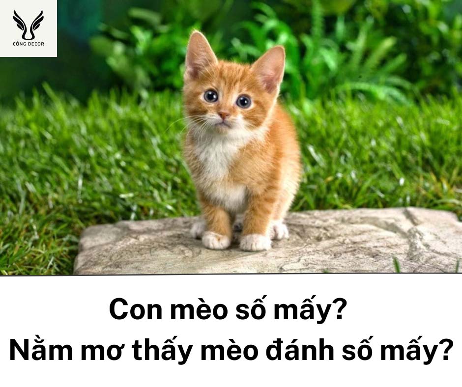 con meo so may nam mo thay meo y nghia gi