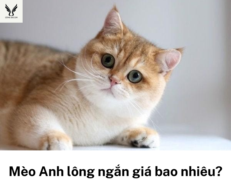 Mèo Anh lông ngắn giá bao nhiêu?