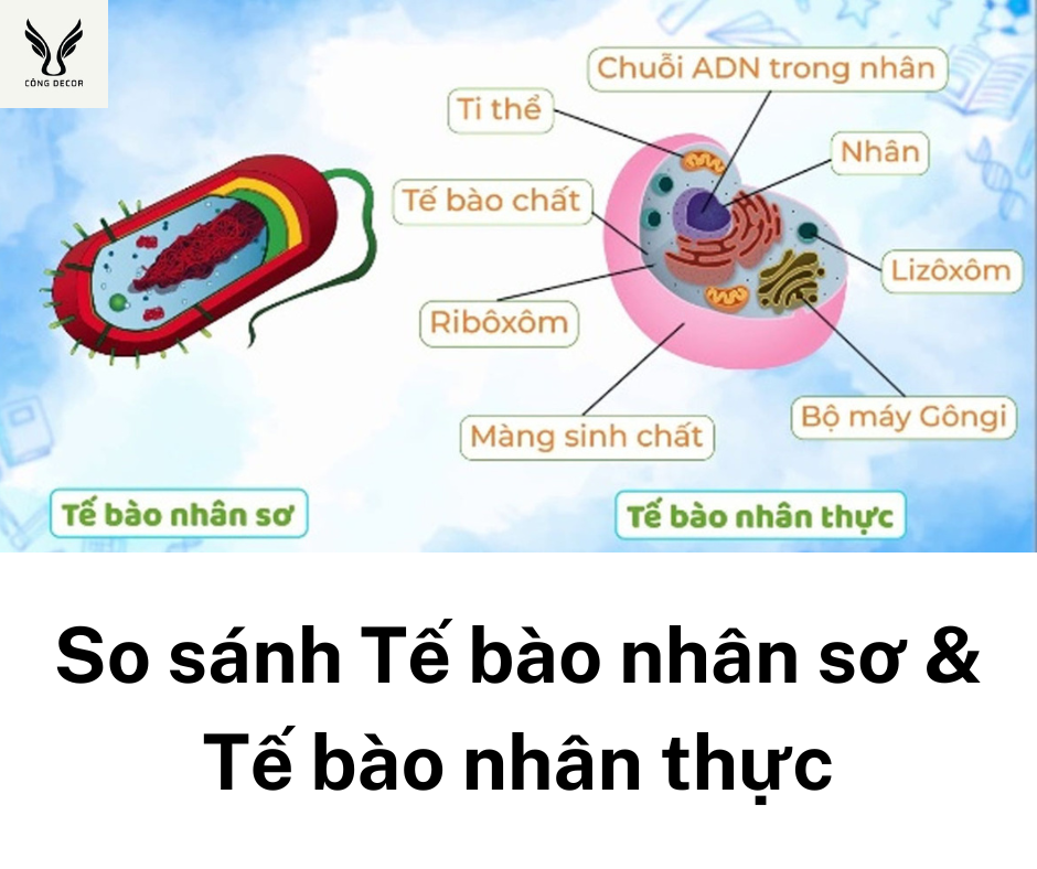 So sánh tế bào nhân sơ và tế bào nhân thực