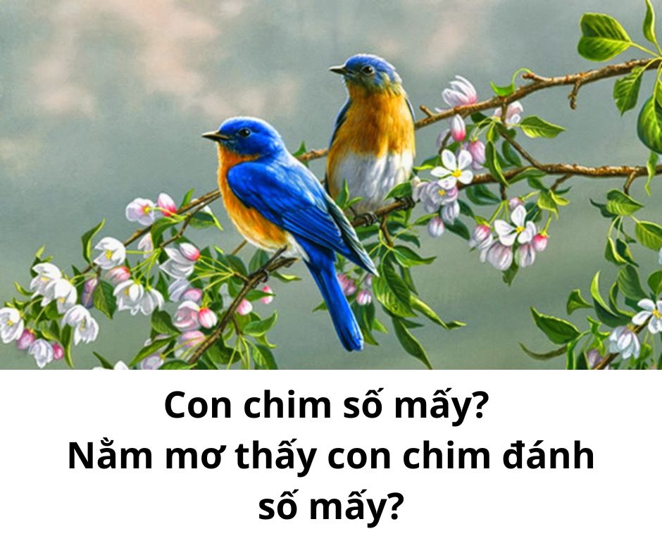 Con chim số mấy? Nằm mơ thấy con chim đánh số mấy?