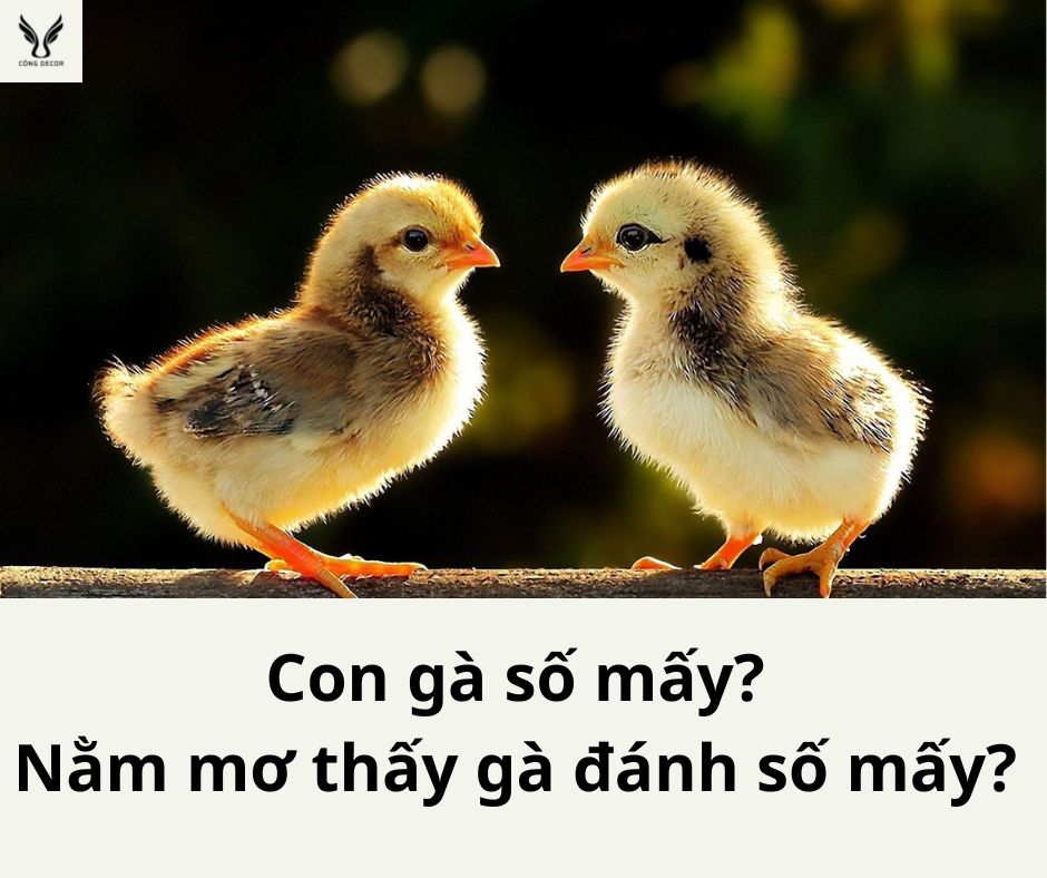 Con gà số mấy? Nằm mơ thấy gà đánh số mấy?