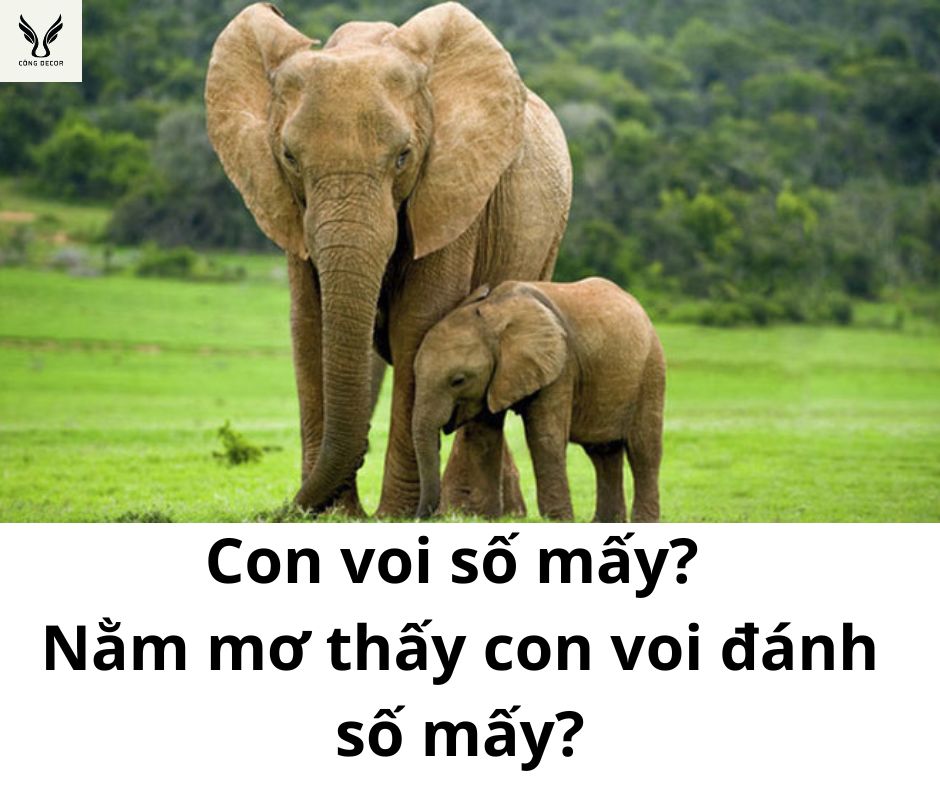 Con voi số mấy? Nằm mơ thấy con voi đánh số mấy?