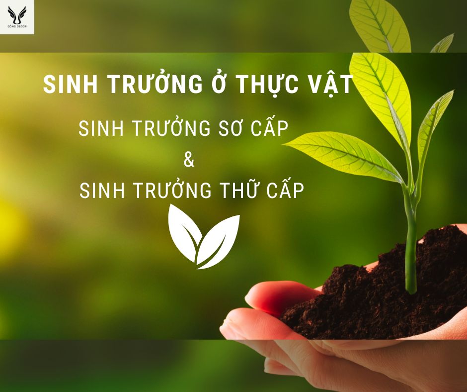 Sinh trưởng ở thực vật là gì? Sinh trưởng sơ cấp và thứ cấp?