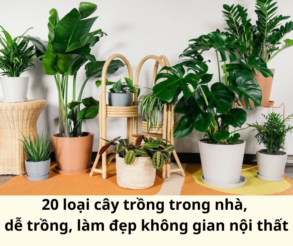 20 loại cây trồng trong nhà dễ trồng làm nổi bật không gian nội thất