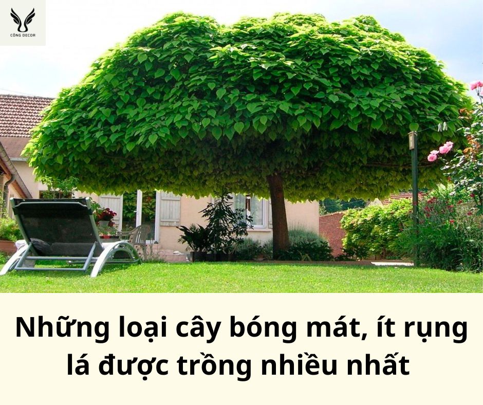 Những loại cây bóng mát ít rụng lá được trồng nhiều nhất hiện nay